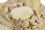 Fossil Crab (Potamon) Preserved in Travertine - Turkey #243741-1